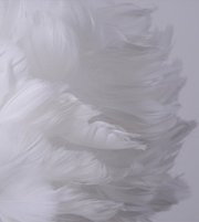 Close-up of white feathers on a light gray background